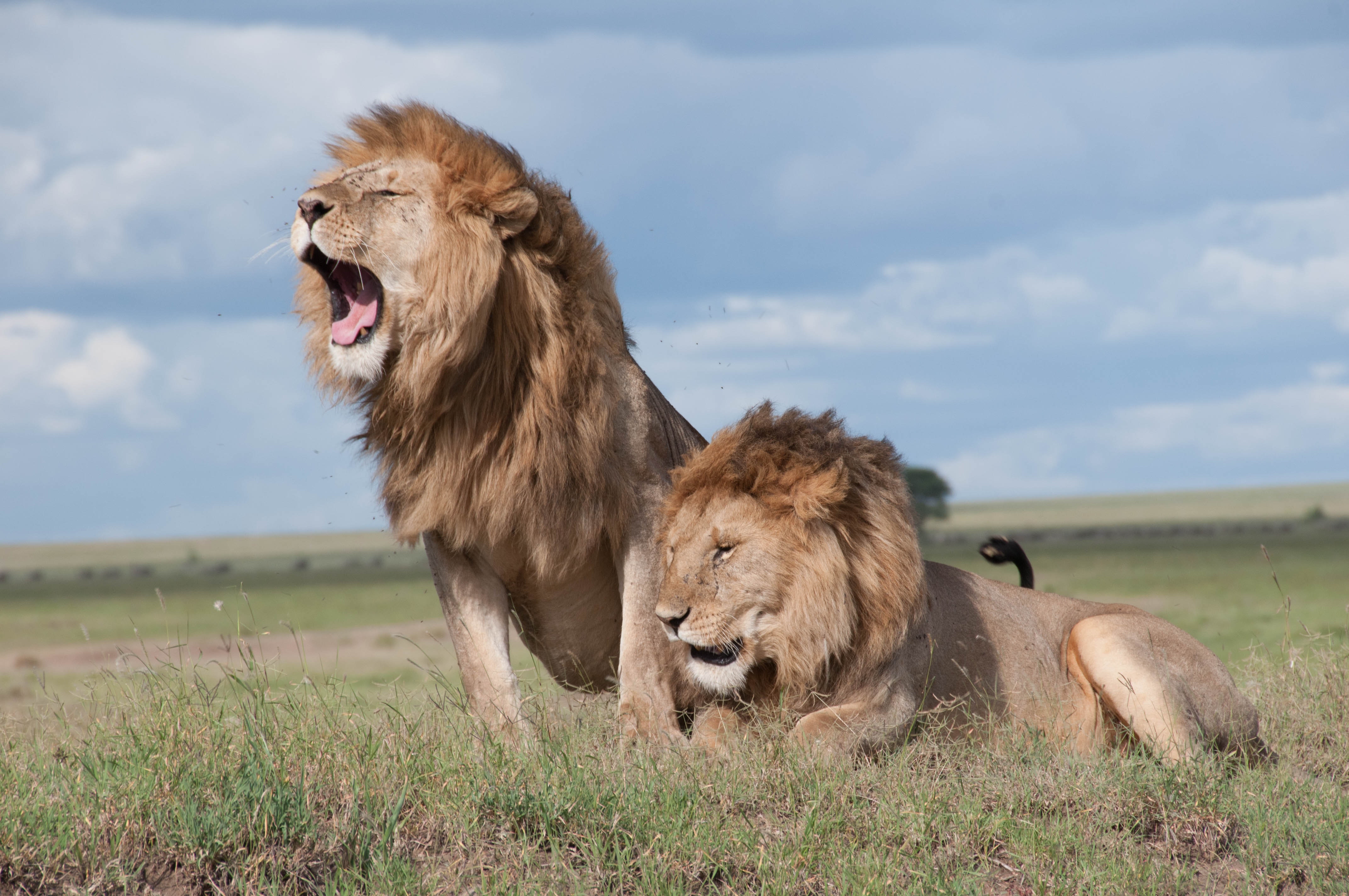  African Lions 